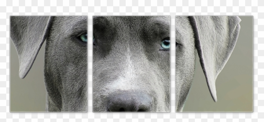 Dog Face Canvas - Labrador Retriever Clipart #772251