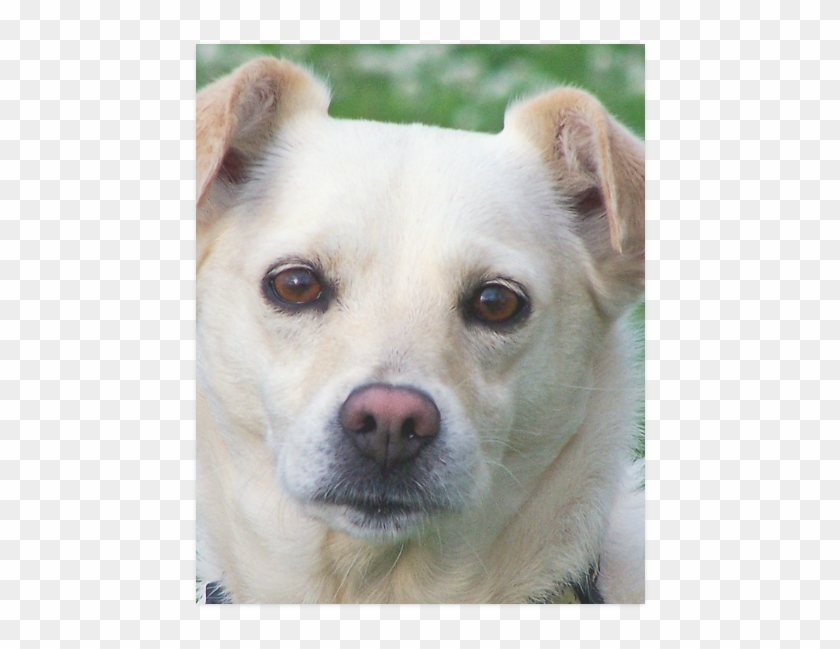 Companion Dog Clipart #772457