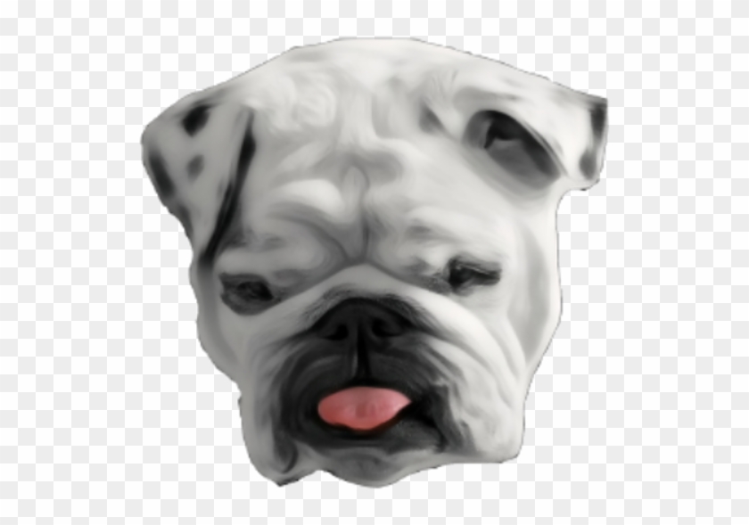 Cani Con La Faccia Moscia Clipart #772862