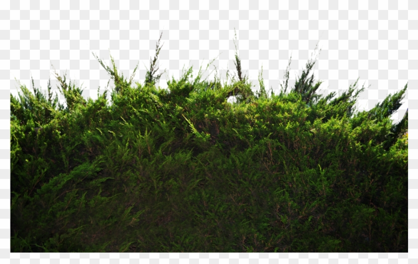 Ground Png Photo - Grass And Bushes Png Clipart #773665