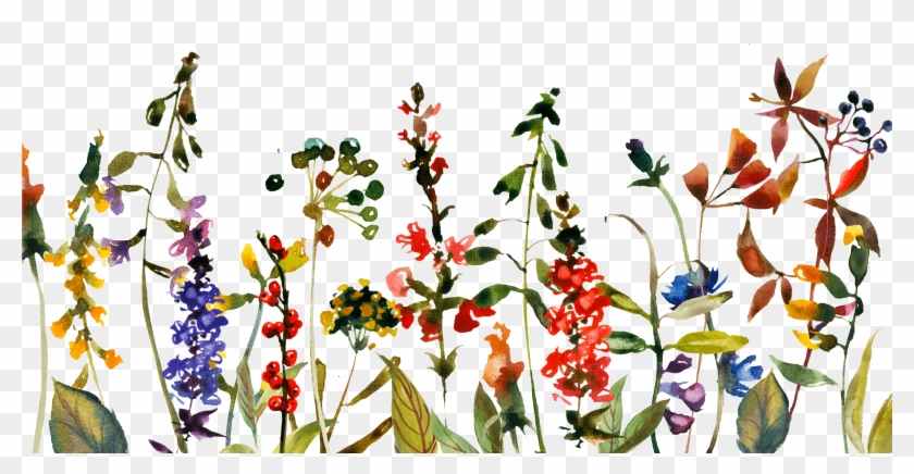 Boarder - Lily Family Clipart