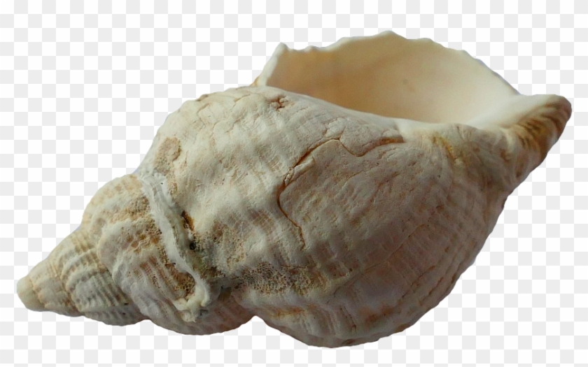 Sea, Shell, Clam, Ocean, Sea Shells, Beach, Sand - Beautiful Shell Clipart