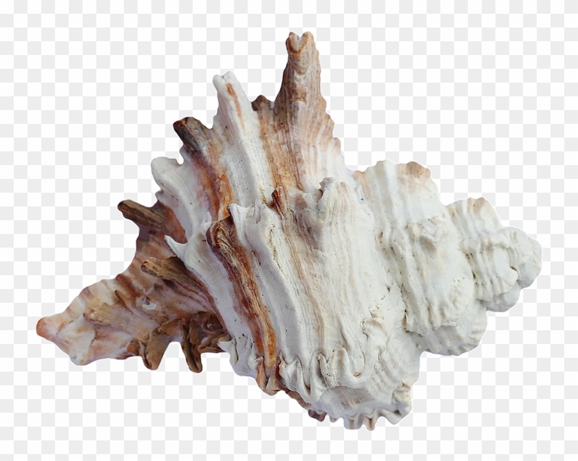 Sea, Shells, Ocean, Beach, Vacation, Sea Shells, Sand - Conchas Png Clipart