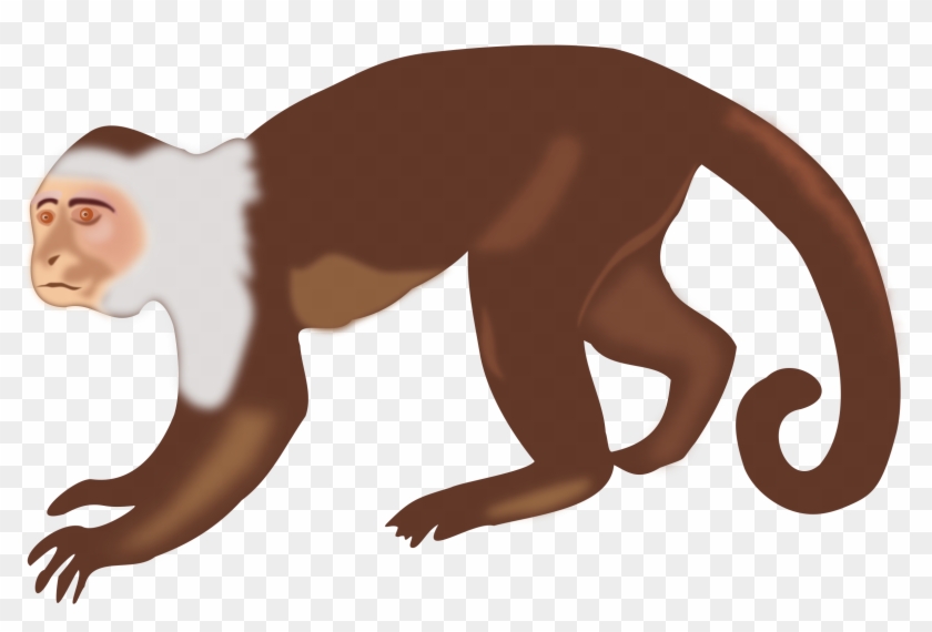 Top Monkey Clipart Free Spot - Capuchin Monkey Clip Art - Png Download #780090