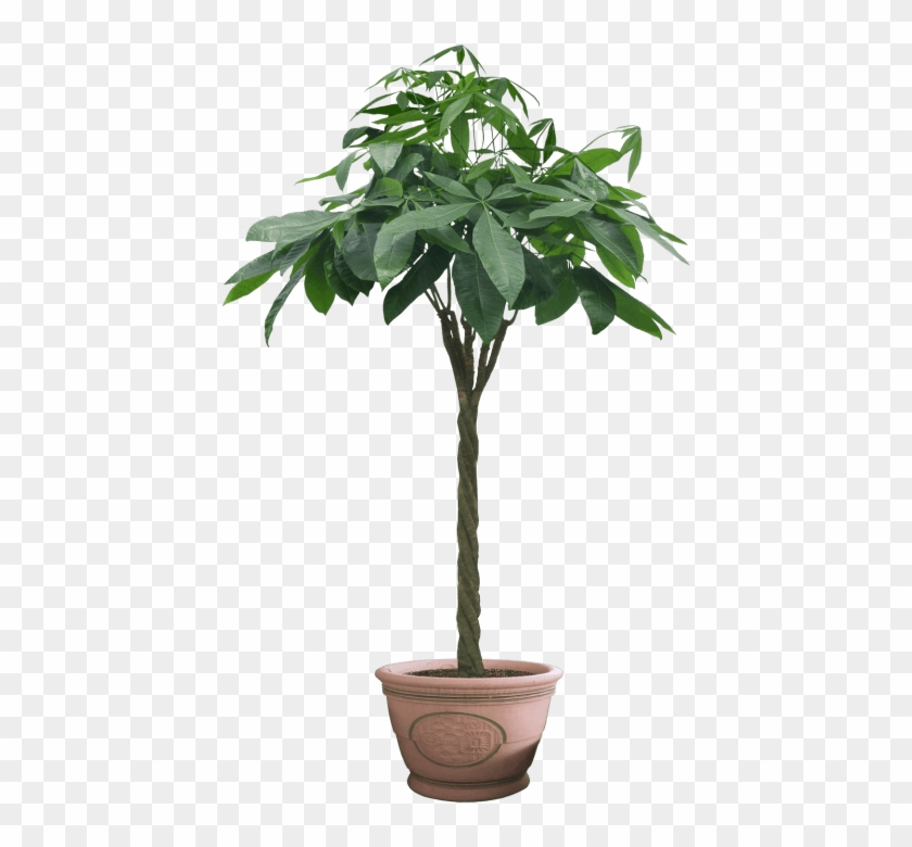 Free Png Download Plant Png Images Background Png Images - Plant Cut Out Png Clipart