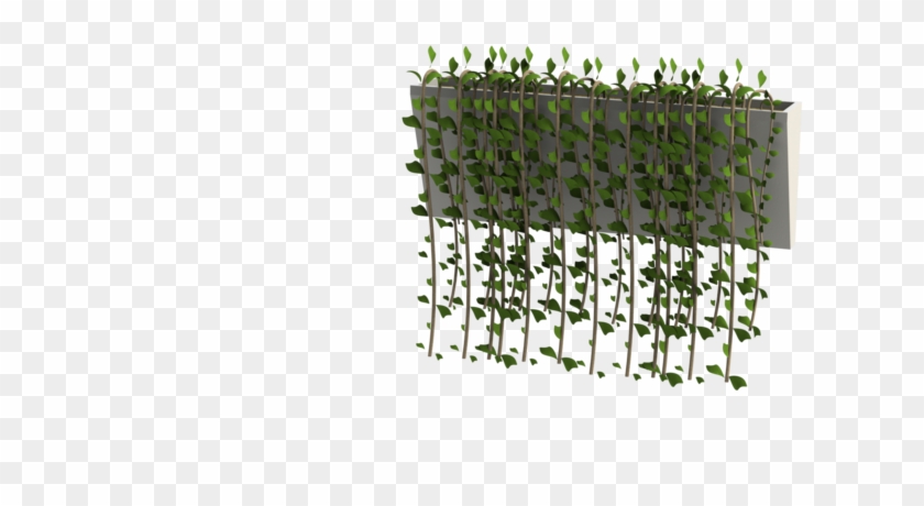Large - Wall Hanging Plants Png Clipart
