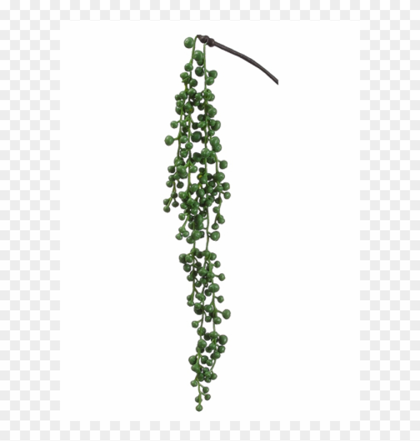 20" String Of Pearls Hanging Pick Green - Artificial String Of Pearls Plant Clipart