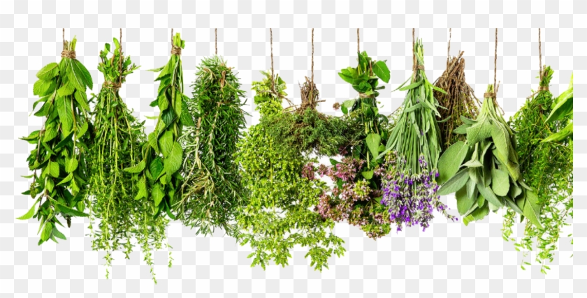 Cropped Hanging Herbs - Poster Kräuter Clipart #782282