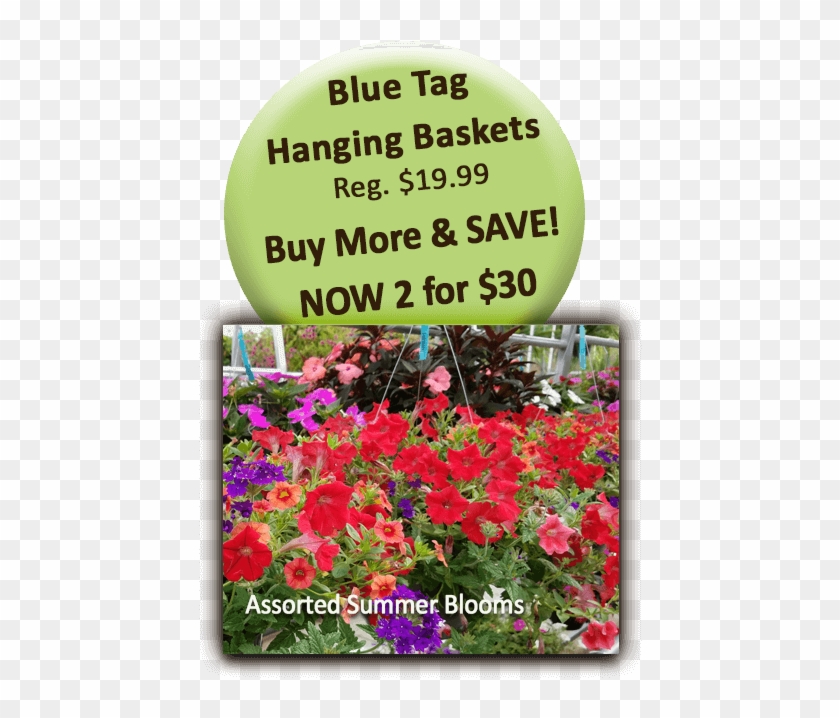 Blue Tag Hanging Baskets - Health And Wellness Clipart