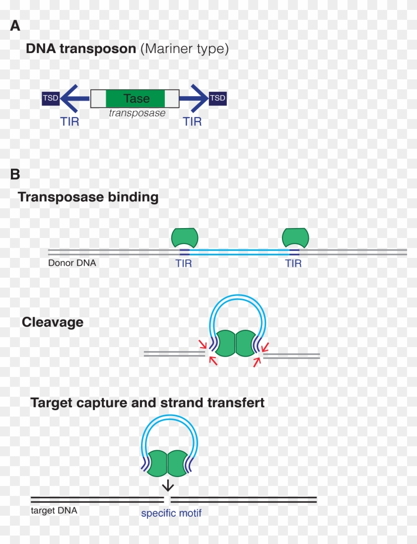 Dna Transposon - Dna Transposons Clipart