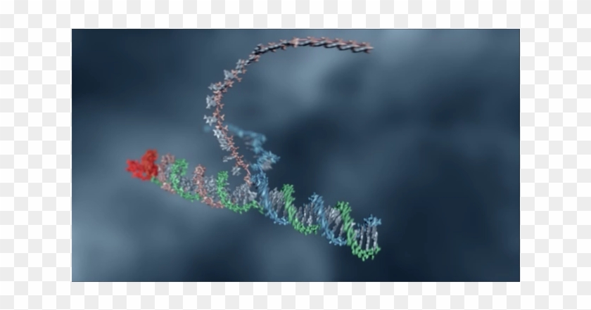 Perennial Plant Clipart