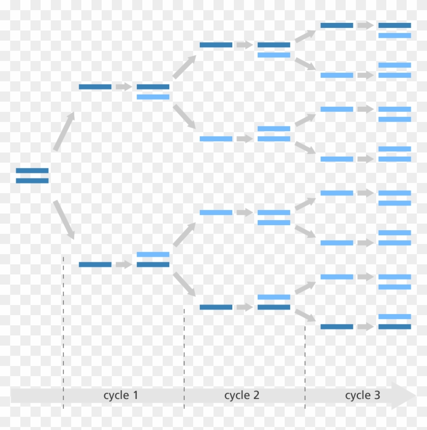 Illustration Showing How The Polymerase Chain Reaction - Polymerase Chain Reaction Clipart