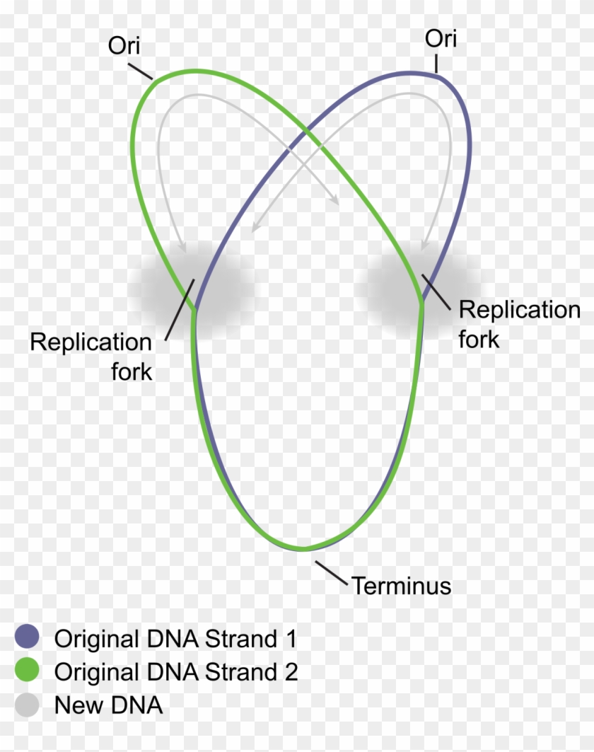 Circular Bacterial Chromosome - Circular Chromosome Clipart #782974