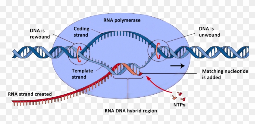 Transcription Of Dna Diagram Clipart