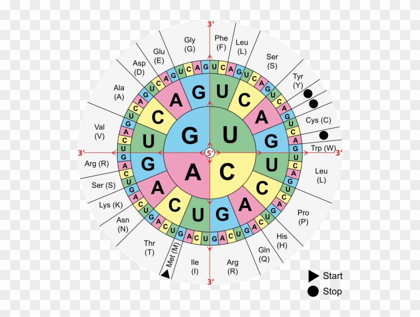 Transcription Uses A Dna Strand To Create A Complementary - Rna Translation Clipart