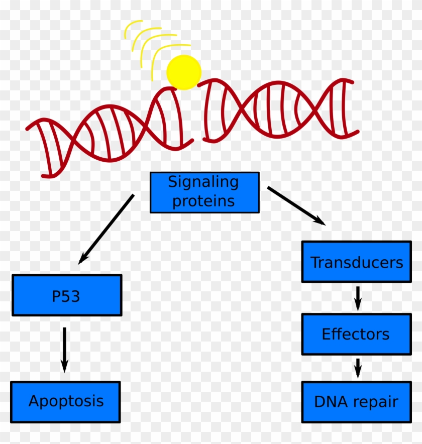 A Simple Schematic Of The Dna Damage Response To A - Stock Illustration Clipart