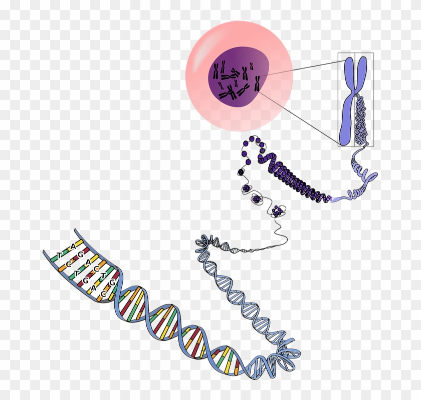 Genetics Png - Many Chromosomes Do Humans Have Clipart