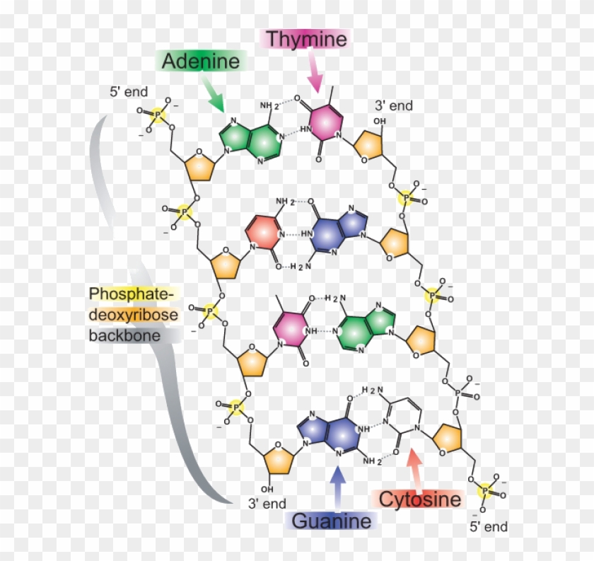 The Base Pairing Nature Of Dna - Diagram Of Dna Base Pairs Clipart