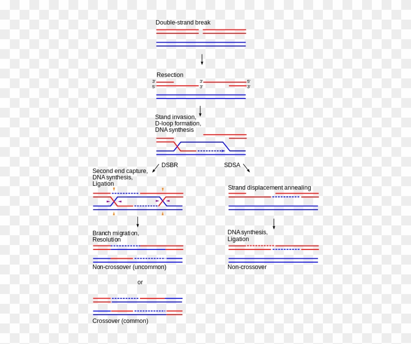 Alternatively, If The Two Holliday Junctions Are Cut - Dna Crossover Clipart #783458