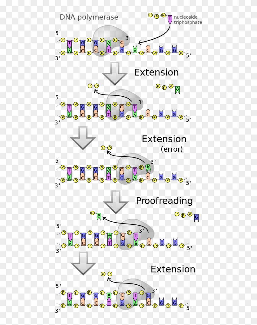 Dna Polymerases Are A Family Of Enzymes That Carry - Proofreading By Dna Polymerase Clipart