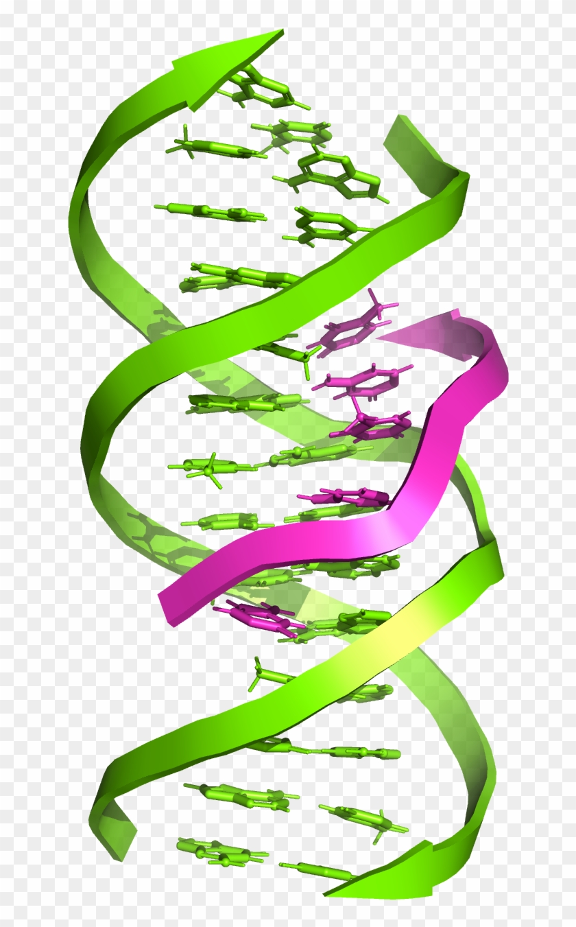 Triple-stranded Dna - Triple Dna Clipart