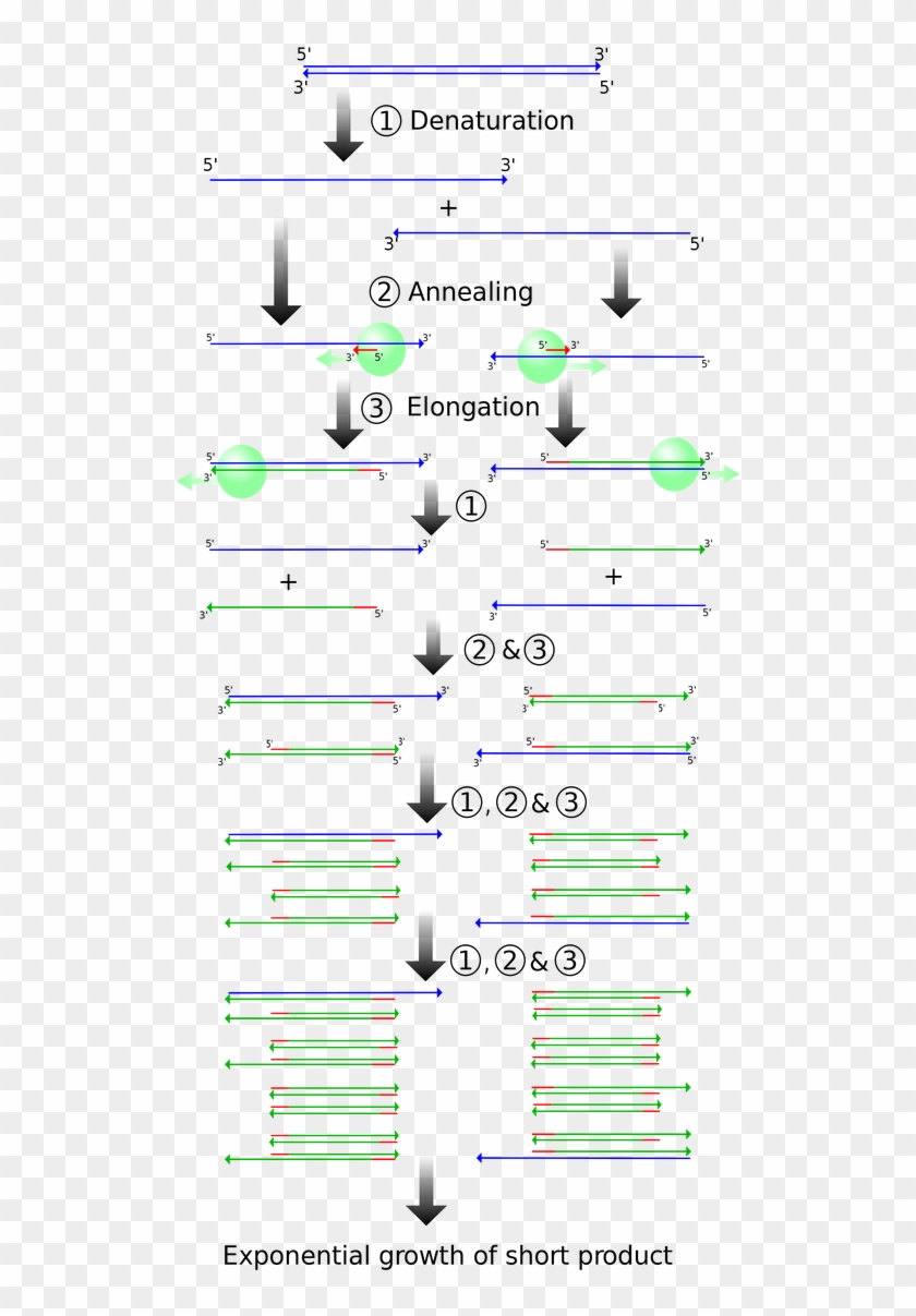 Schematic Drawing Of The Pcr Cycle - Polymerase Chain Reaction Elongation Clipart