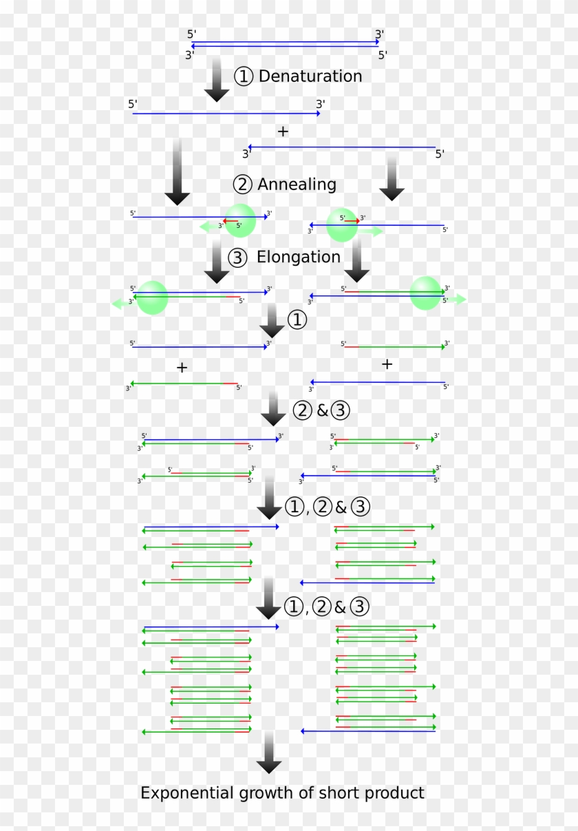 Schematic Drawing Of The Pcr Cycle - Polymerase Chain Reaction Elongation Clipart #783691