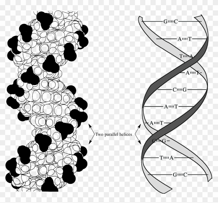 Van Der Waals Base Stacking Dna , Png Download Clipart