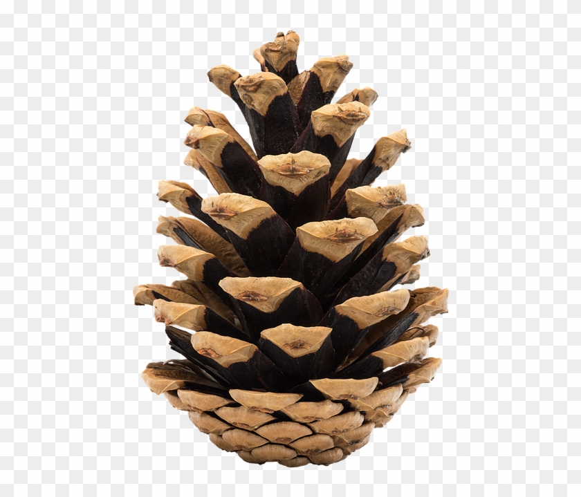 Cone, Pine, Nature, Ihličnan, Fir, Tree, Christmas - Cone From Tree Png Clipart #784061
