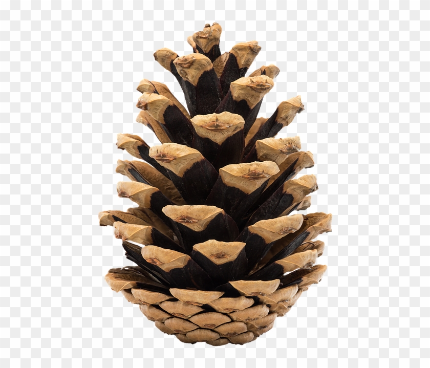 Cone, Pine, Nature, Ihličnan, Fir, Tree, Christmas - Cone From Tree Png Clipart