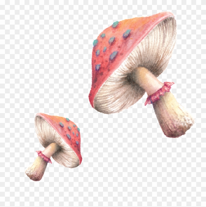 Hand Painted Mushrooms Clipart #784644