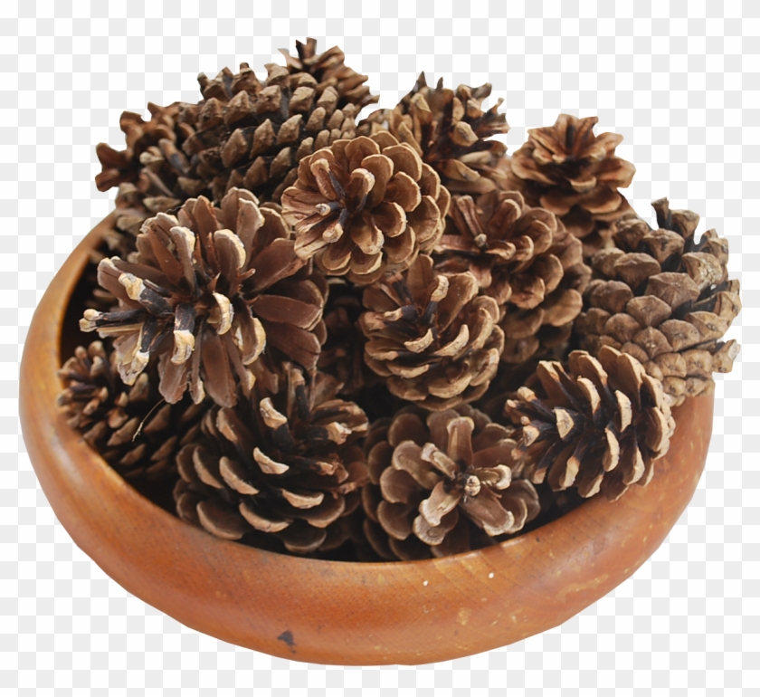 Pine Cones - Wood Clipart