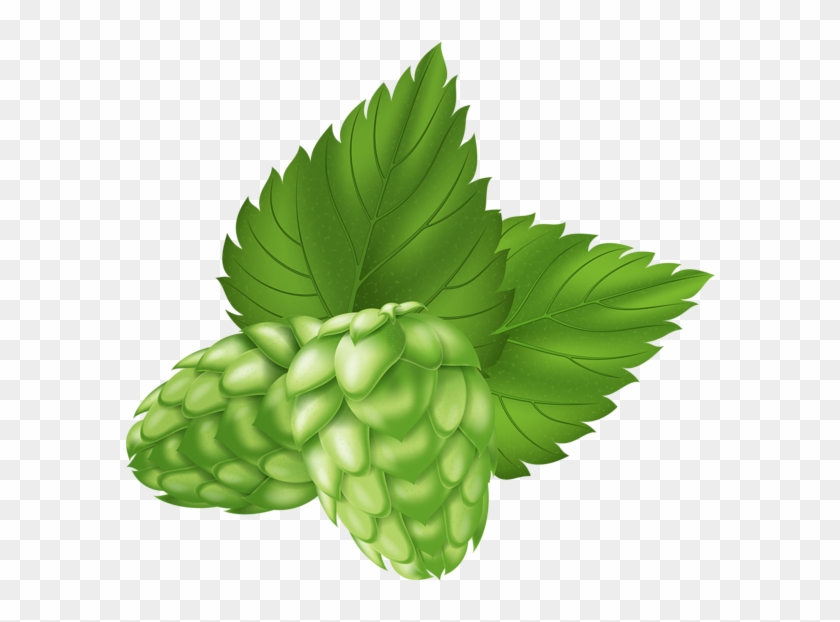 Beer Hops Plant Png Clip Art Image - Hops Png Transparent Png #786349