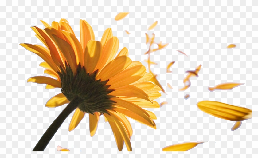 1920 X 1080 7 - Sunflower In The Wind Clipart