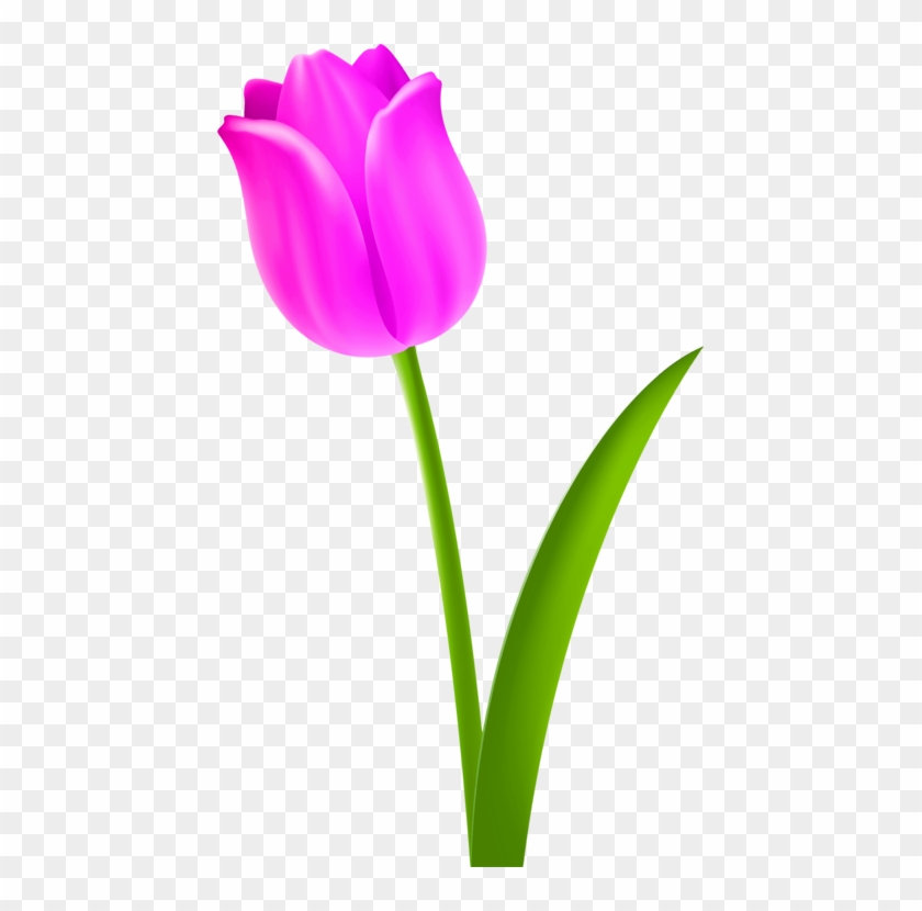 Tulip Flower Petal Purple - Tulip Flower Drawing Clipart #786958