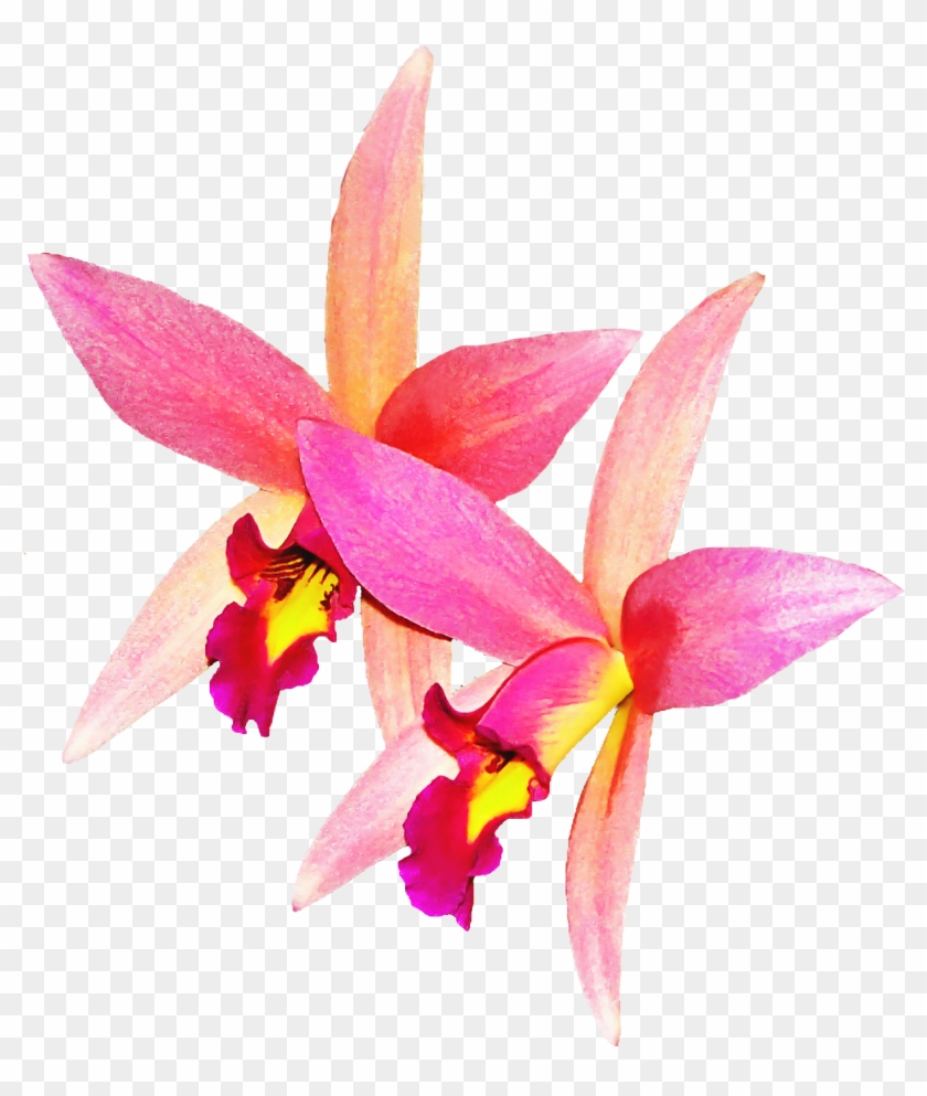 Orchid Flower Png Image - เวก เตอร์ ดอก กล้วยไม้ Clipart #786984