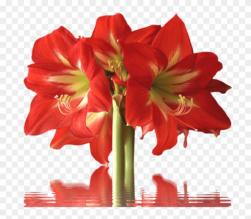 Known For The Trumpet Shaped Bloom, These Flowers Have - Variety Of Flowers Clipart