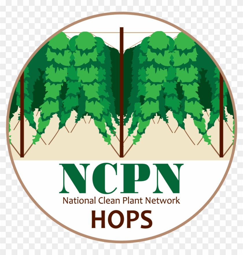 Ncpn-hops Png - Tree Clipart