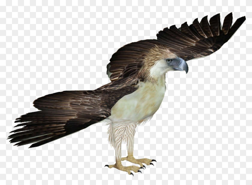 901 X 901 8 - Philippine Eagle Transparent Clipart #795170