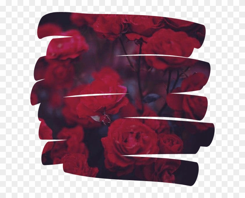 Rose Flower Overlay Aesthetic Tumblr Red - Aesthetic Tumblr Gif Png Overlays Clipart