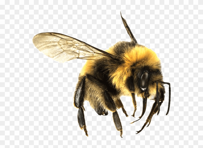 Bee Large - Bees And Wasps Clipart
