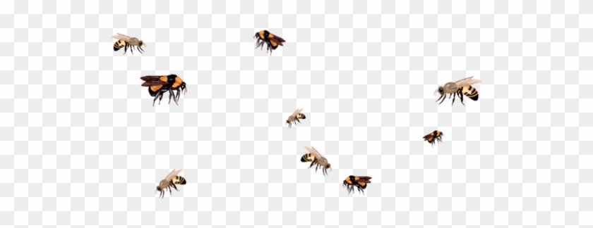 Bees Png - Group Of Bees Flying Clipart #80819