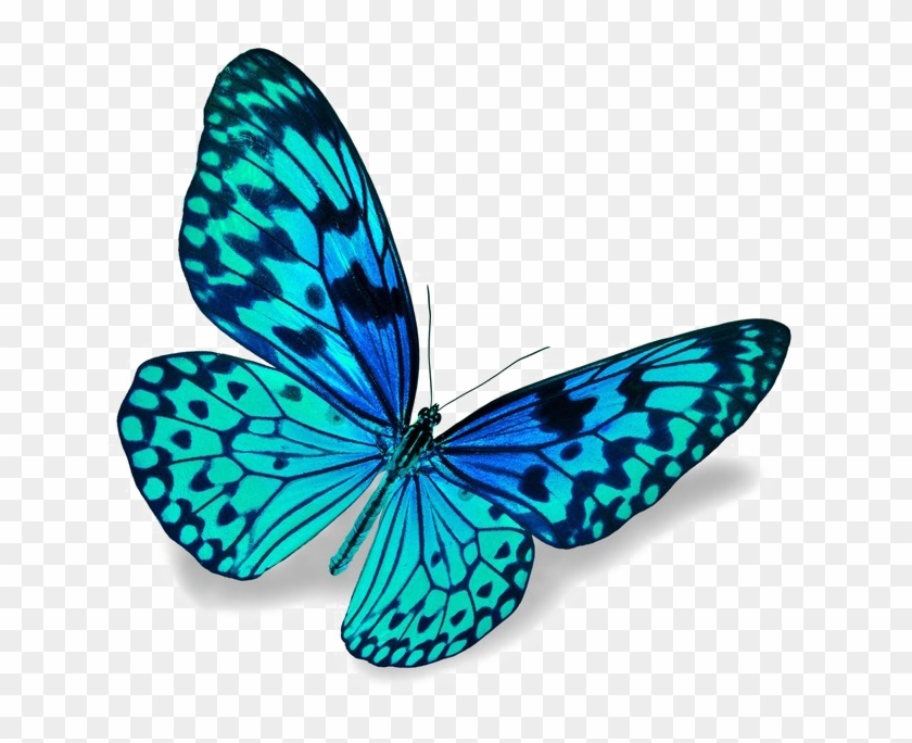Blue Butterfly Png Download Image - Purple Butterfly Real Clipart