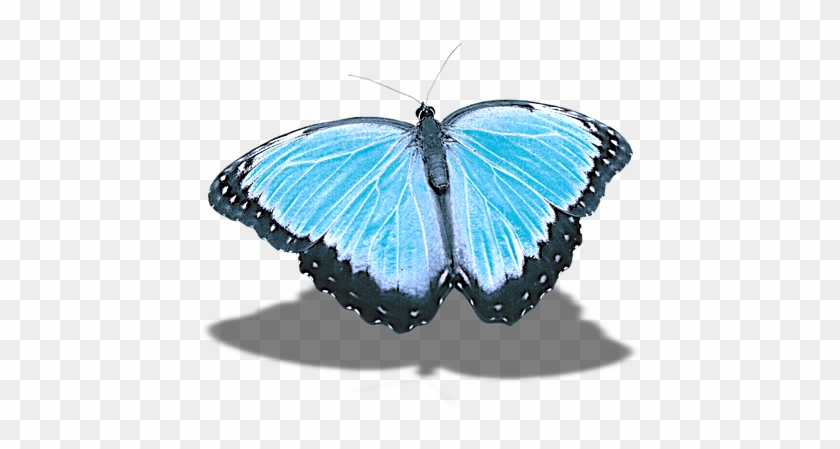 Butterfly, Png, Without Background, Shadow - Butterfly Clipart #81239