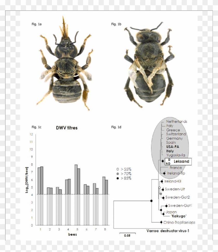 Typical Wing And Body Deformities Of The Adult Honey - Longhorn Beetle Clipart