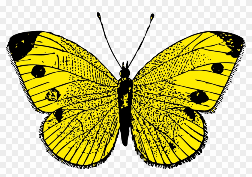 Blue Butterfly Free Png And Vector - Yellow Butterfly Clipart Transparent Png
