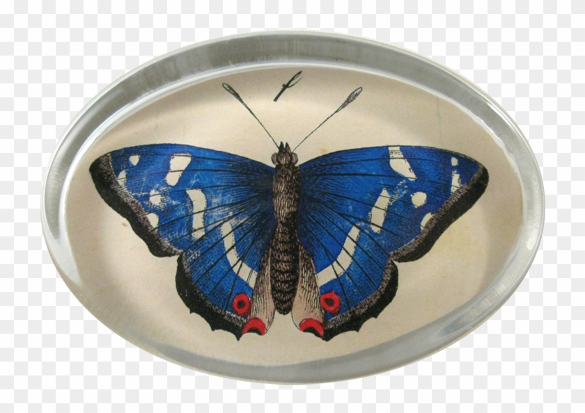 John Derian Clipart #82195