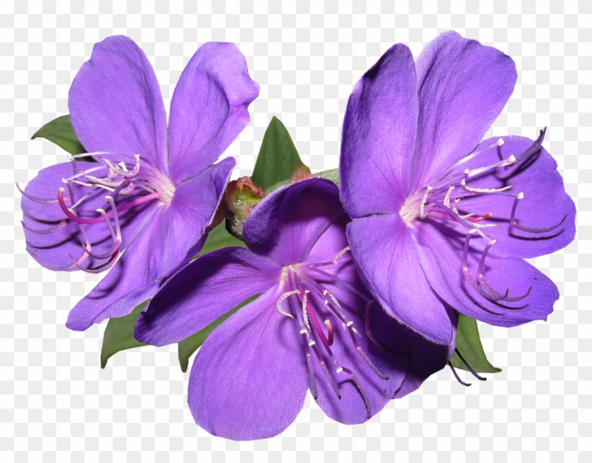 Purple Flowers Png Free Download - Flower Clipart #82676