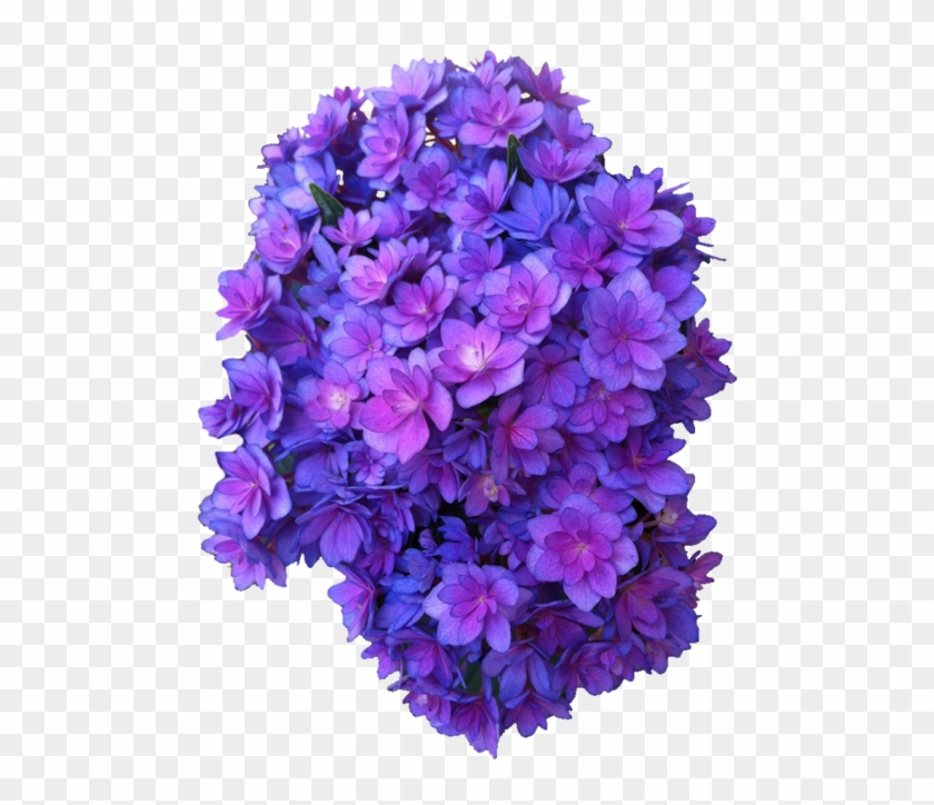 Purple Flowers Transparent - Flower With Transparent Background Clipart
