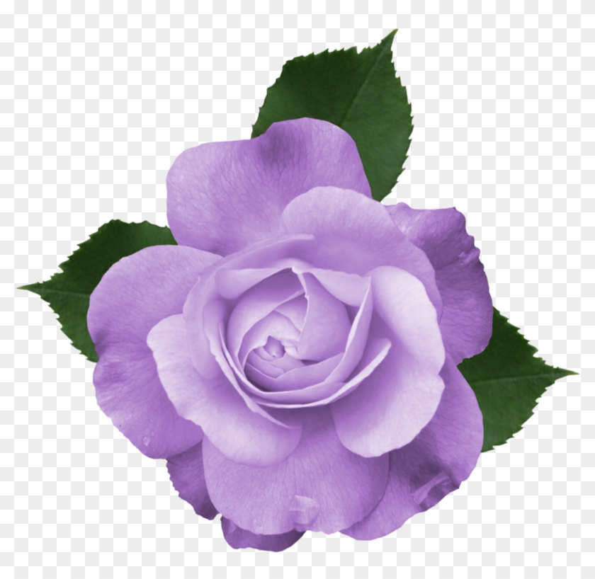 Purple Flower Picture Royalty Free Transparent Background Clipart #83011
